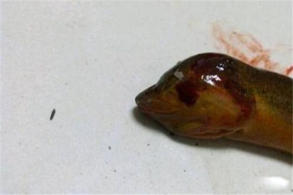 望月鳝为什么不能吃 望月鳝有毒的原理