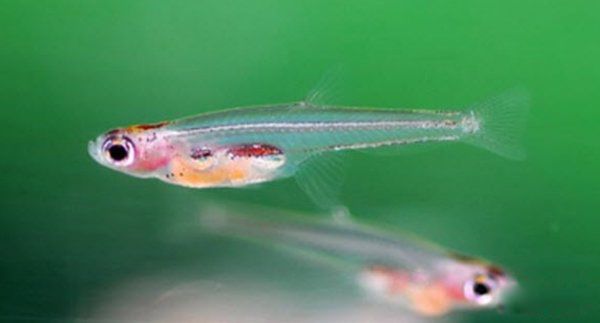 海洋生物十大可爱生物 星吸盘侏儒章鱼远处观察很有趣