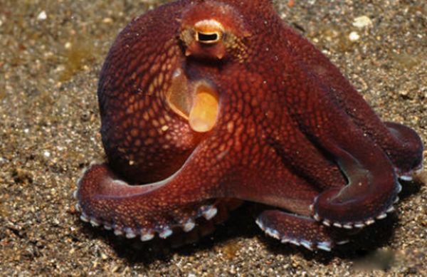 海洋生物十大可爱生物 星吸盘侏儒章鱼远处观察很有趣
