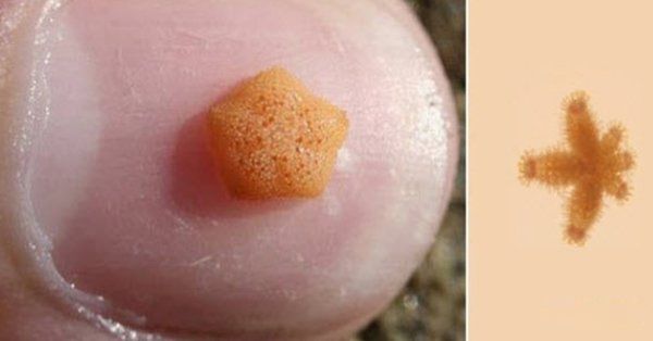 海洋生物十大可爱生物 星吸盘侏儒章鱼远处观察很有趣