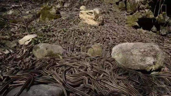 巴西蛇岛真的全是蛇吗 记者探索巴西蛇岛为什么那么多蛇