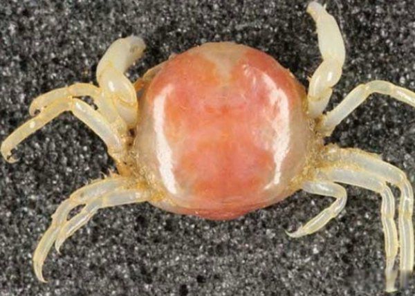 海洋生物十大可爱生物 星吸盘侏儒章鱼远处观察很有趣