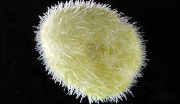 海洋生物十大可爱生物 星吸盘侏儒章鱼远处观察很有趣