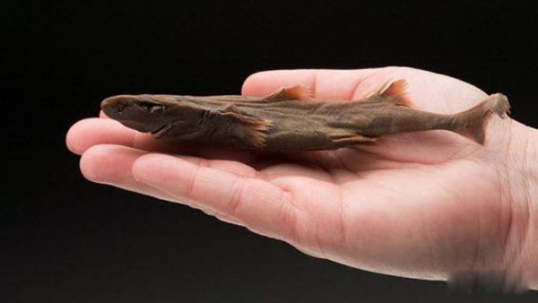 海洋生物十大可爱生物 星吸盘侏儒章鱼远处观察很有趣