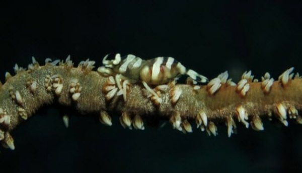 海洋生物十大可爱生物 星吸盘侏儒章鱼远处观察很有趣