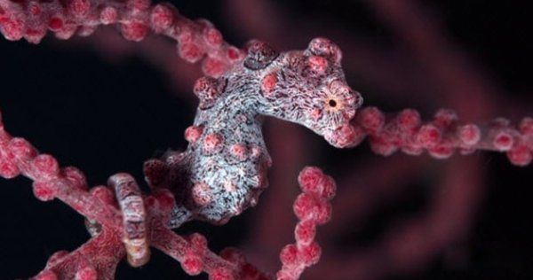 海洋生物十大可爱生物 星吸盘侏儒章鱼远处观察很有趣