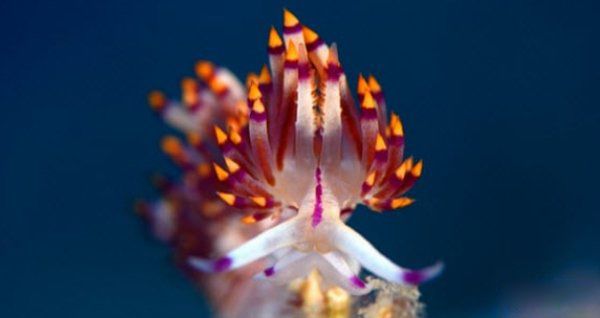 海洋生物十大可爱生物 星吸盘侏儒章鱼远处观察很有趣