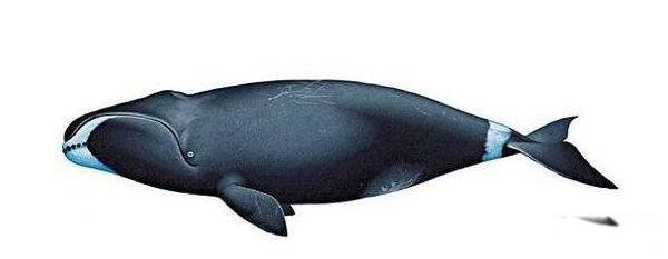 不死生物有哪些 地球上十大不死生物名单
