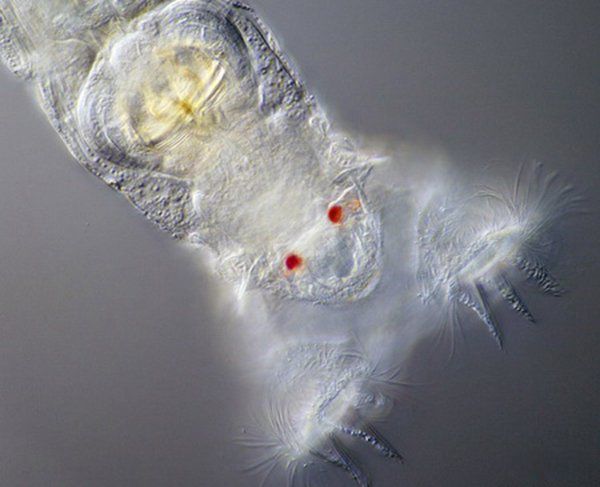 不死生物有哪些 地球上十大不死生物名单