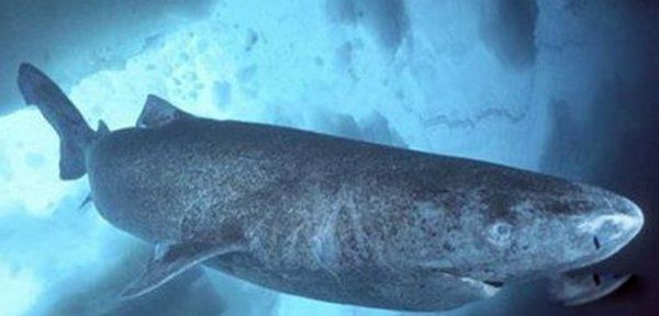 不死生物有哪些 地球上十大不死生物名单
