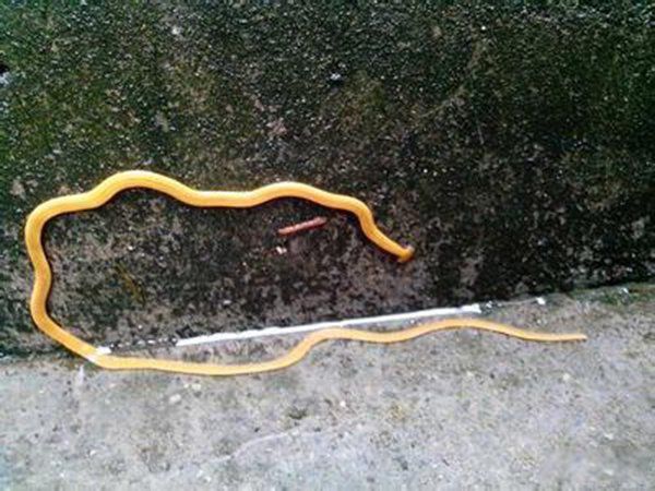 不死生物有哪些 地球上十大不死生物名单