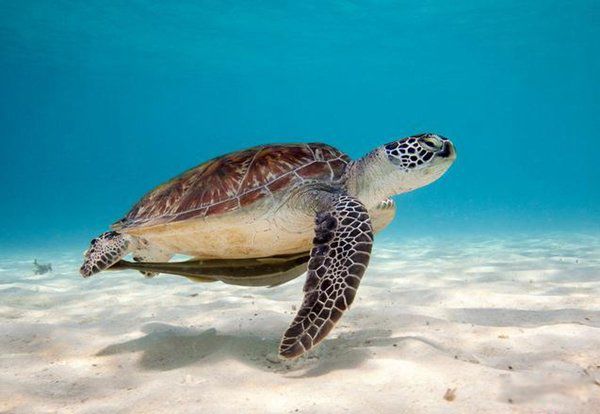 不死生物有哪些 地球上十大不死生物名单