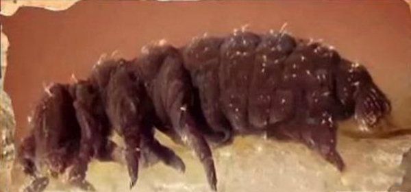 不死生物有哪些 地球上十大不死生物名单