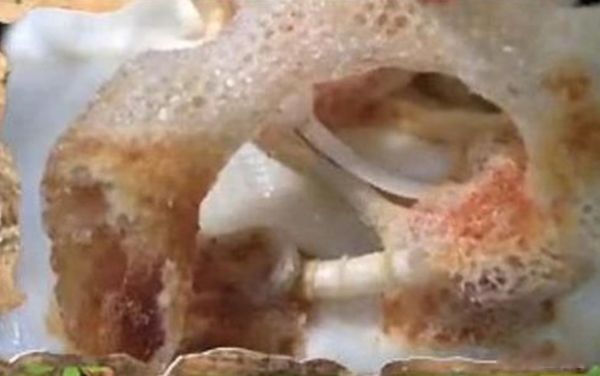 不死生物有哪些 地球上十大不死生物名单