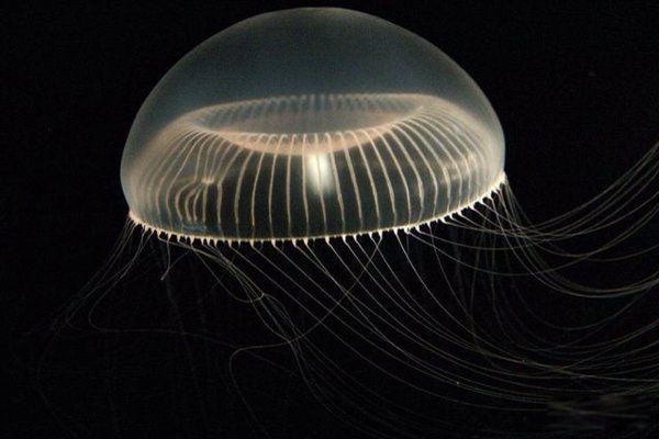 不死生物有哪些 地球上十大不死生物名单