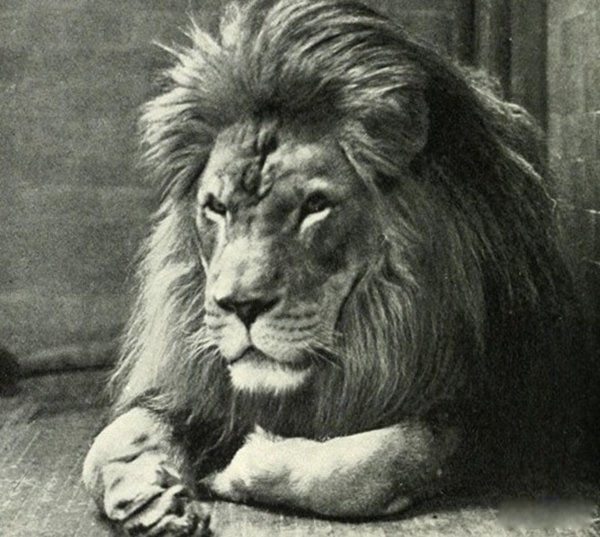 ������Ķ�������ͼƬ����Щ �Ͱ���ʨ��1927����Ħ��类ǹɱ