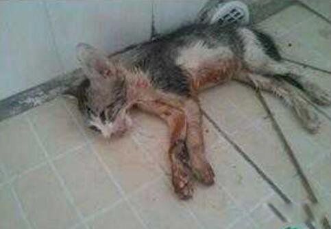 微波炉虐猫事件被判 令人发指的虐猫事件是什么时候