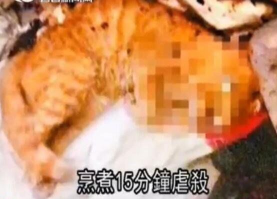 微波炉虐猫事件被判 令人发指的虐猫事件是什么时候