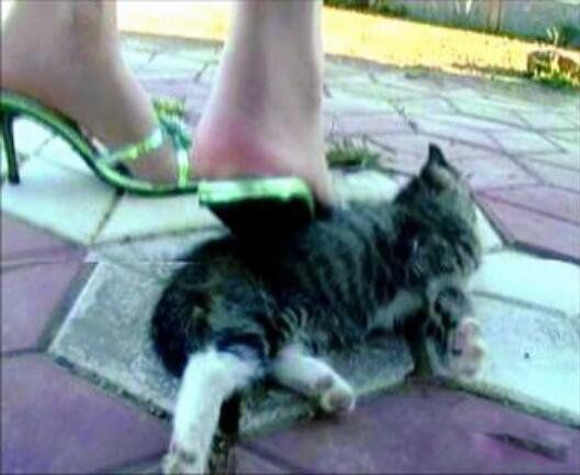 微波炉虐猫事件被判 令人发指的虐猫事件是什么时候
