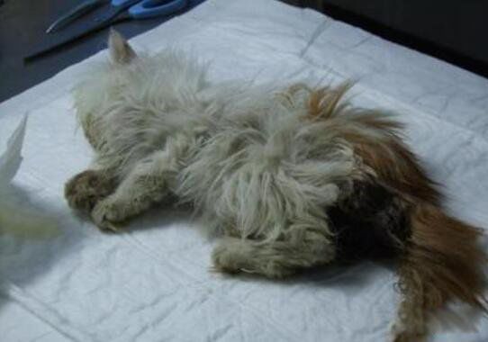 微波炉虐猫事件被判 令人发指的虐猫事件是什么时候