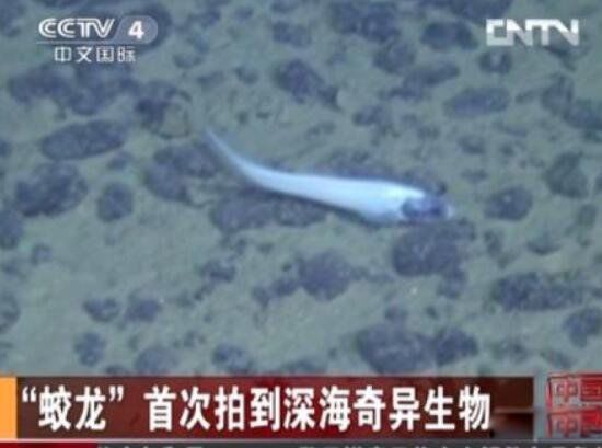 蛟龙号最深多少米 蛟龙号潜水员吓疯事件发现了什么生物