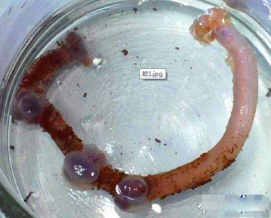 蛟龙号最深多少米 蛟龙号潜水员吓疯事件发现了什么生物
