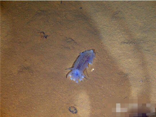 蛟龙号最深多少米 蛟龙号潜水员吓疯事件发现了什么生物