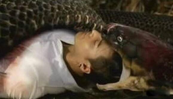 巨蟒吞人真实视频怎么回事 蟒蛇吃人全过程很可怕
