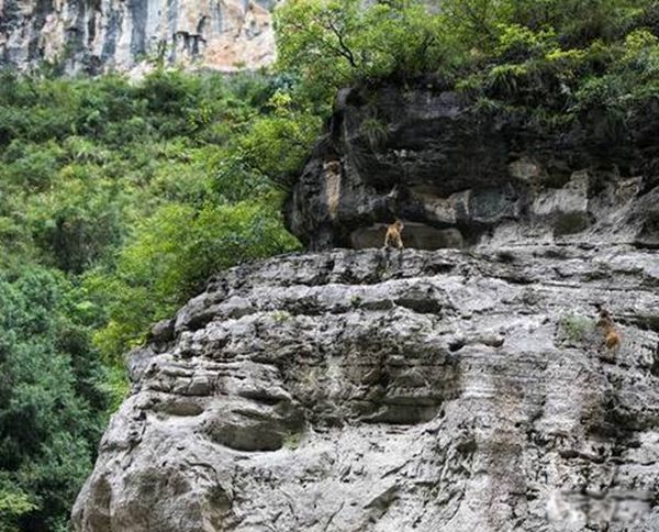 三峡猿啼之谜的真相是什么 三峡中发出的叫声是猿还是猴