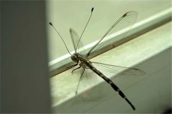蝶角蛉是什么目 蝶角蛉是益虫还是害虫