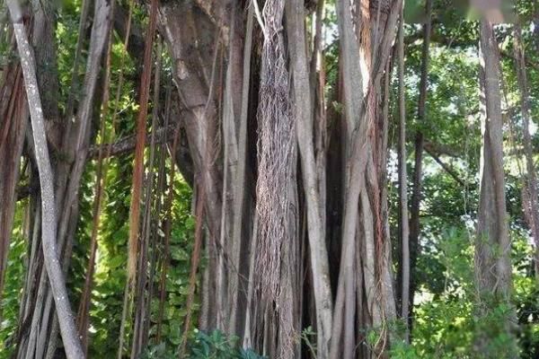 库拉树的相关资料 法国库拉树是什么毒真实存在吗