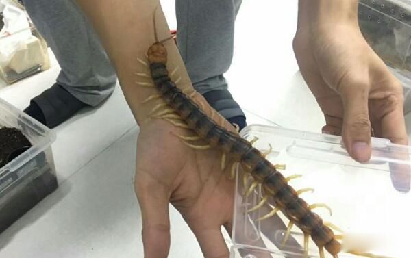 巨人蜈蚣有多大 加拉帕格斯巨人蜈蚣图片长度
