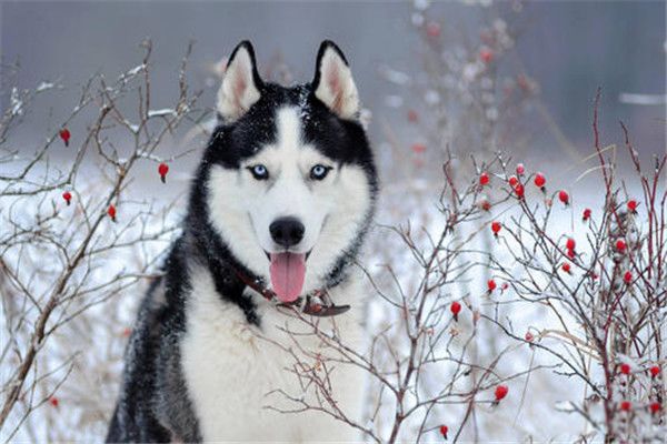 ��������ɰ����ȵĹ����� �˸�Ȯ������������Ȯ���е�С��