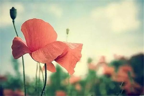 �ػ�����,Ī���������˼���� ������ĳ�����ʲô