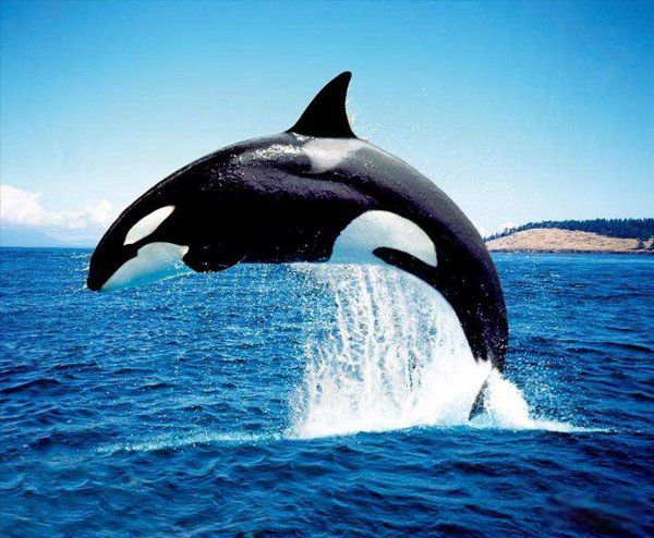 海洋霸主排名前十,实力排名 今海洋最顶级掠食者