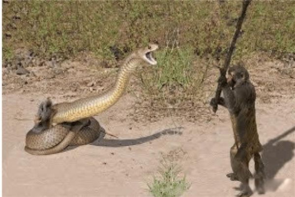 蟒蛇生吞活人真实事件 被解剖划开肚子吓坏全场