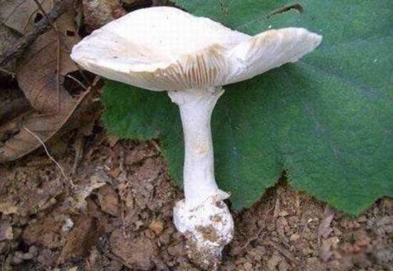 死亡天使蘑菇长什么样子图片 死亡天使蘑菇的毒性有多大