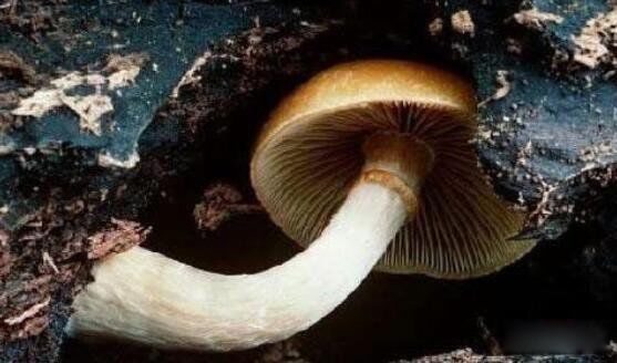 死亡天使蘑菇长什么样子图片 死亡天使蘑菇的毒性有多大