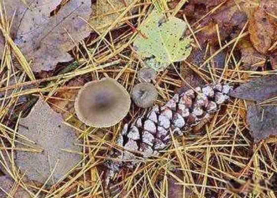 死亡天使蘑菇长什么样子图片 死亡天使蘑菇的毒性有多大