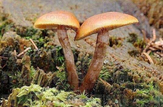 死亡天使蘑菇长什么样子图片 死亡天使蘑菇的毒性有多大