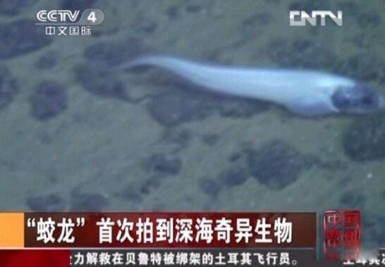 蛟龙号在深海看到了什么怪物 蛟龙号马里亚纳海沟6699米处抓拍