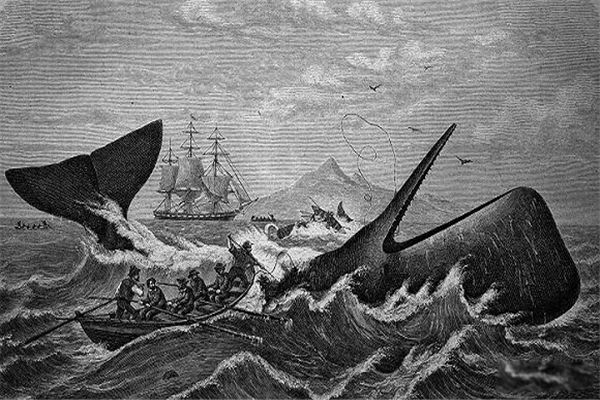 梅尔维尔鲸有多大 古老大型生物到底有多少米呢