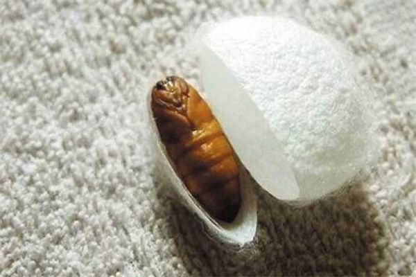 蚕蛹变成蛾子图片 蚕蛹变成蛾子要多少天