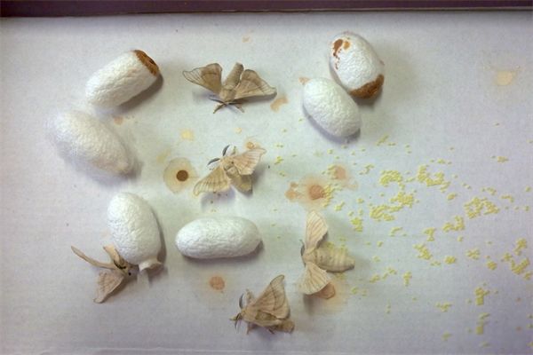 蚕蛹变成蛾子图片 蚕蛹变成蛾子要多少天