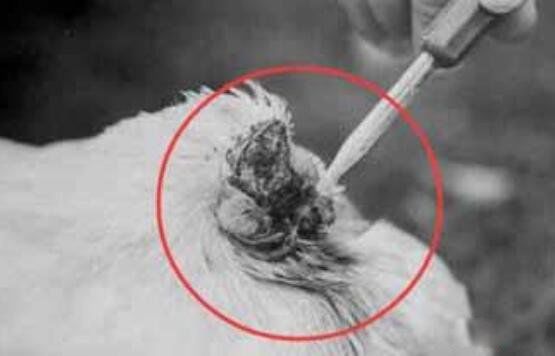 砍断头部的无头鸡麦克为什么不死 无头鸡麦克是真的吗?