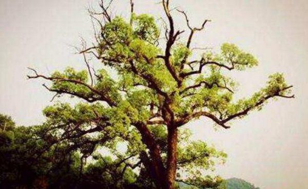 笑树的特点是什么 笑树笑的声音是什么样的(哈哈发声原理)