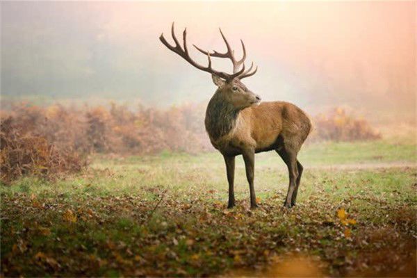 �Ĳ���Ķ�����ʲô ��¹�ǹ��Ҽ�����������
