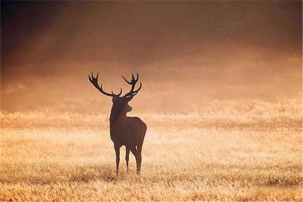 �Ĳ���Ķ�����ʲô ��¹�ǹ��Ҽ�����������