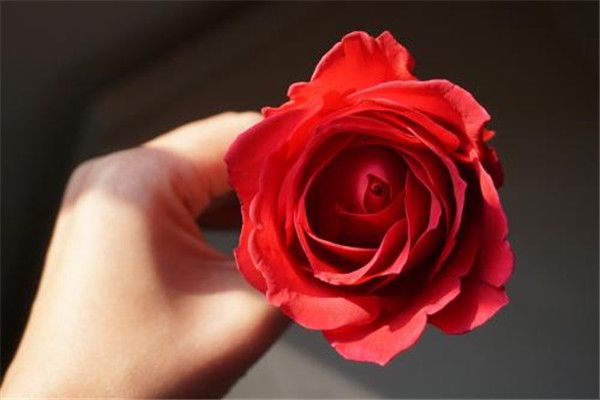 世间最美丽的花是什么花 十大最美丽的花盘点