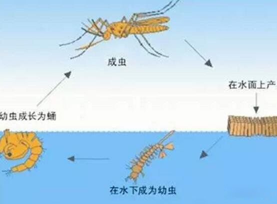 蚊子怎么繁殖出来的 一只蚊子的寿命有多长